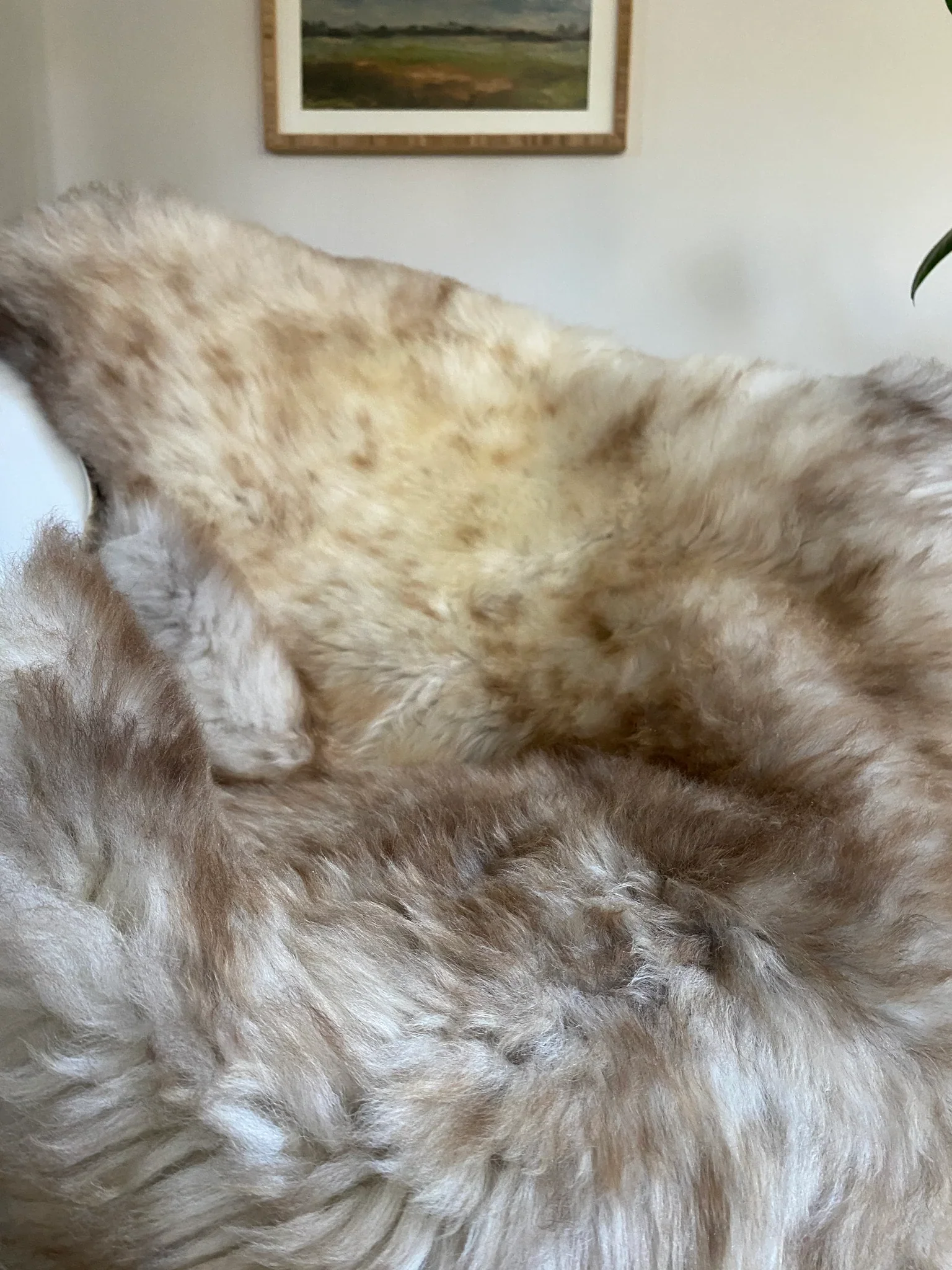 Mixed Color Super Soft Sheepskin (Various) - Image 5