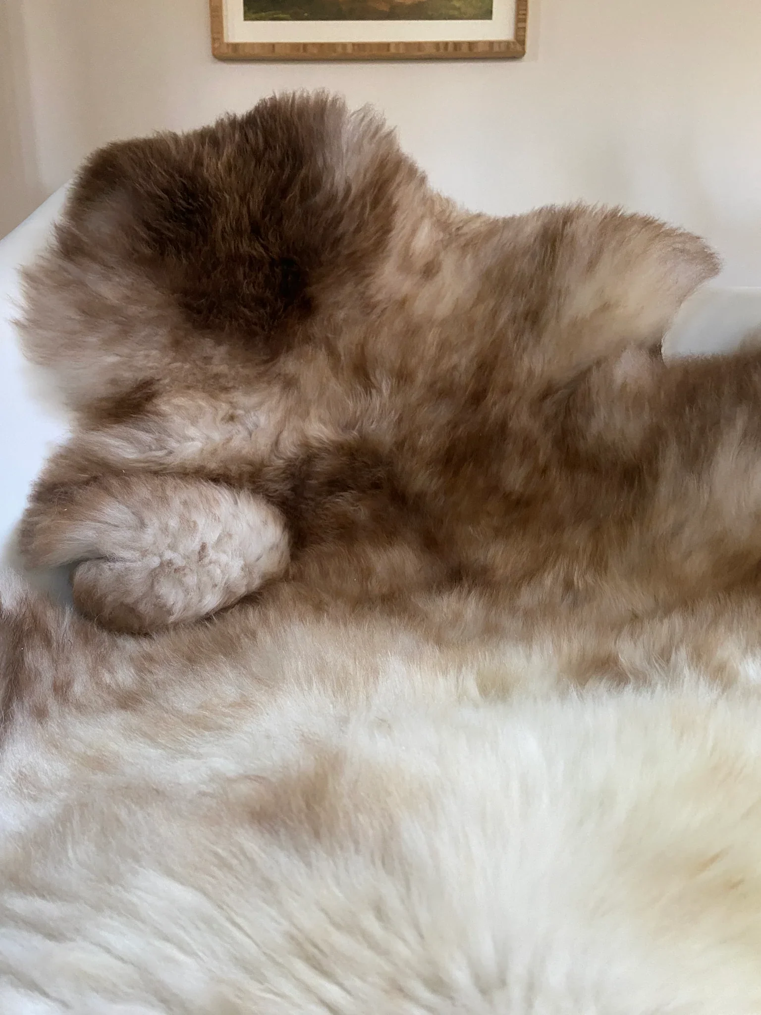 Mixed Color Super Soft Sheepskin (Various) - Image 6