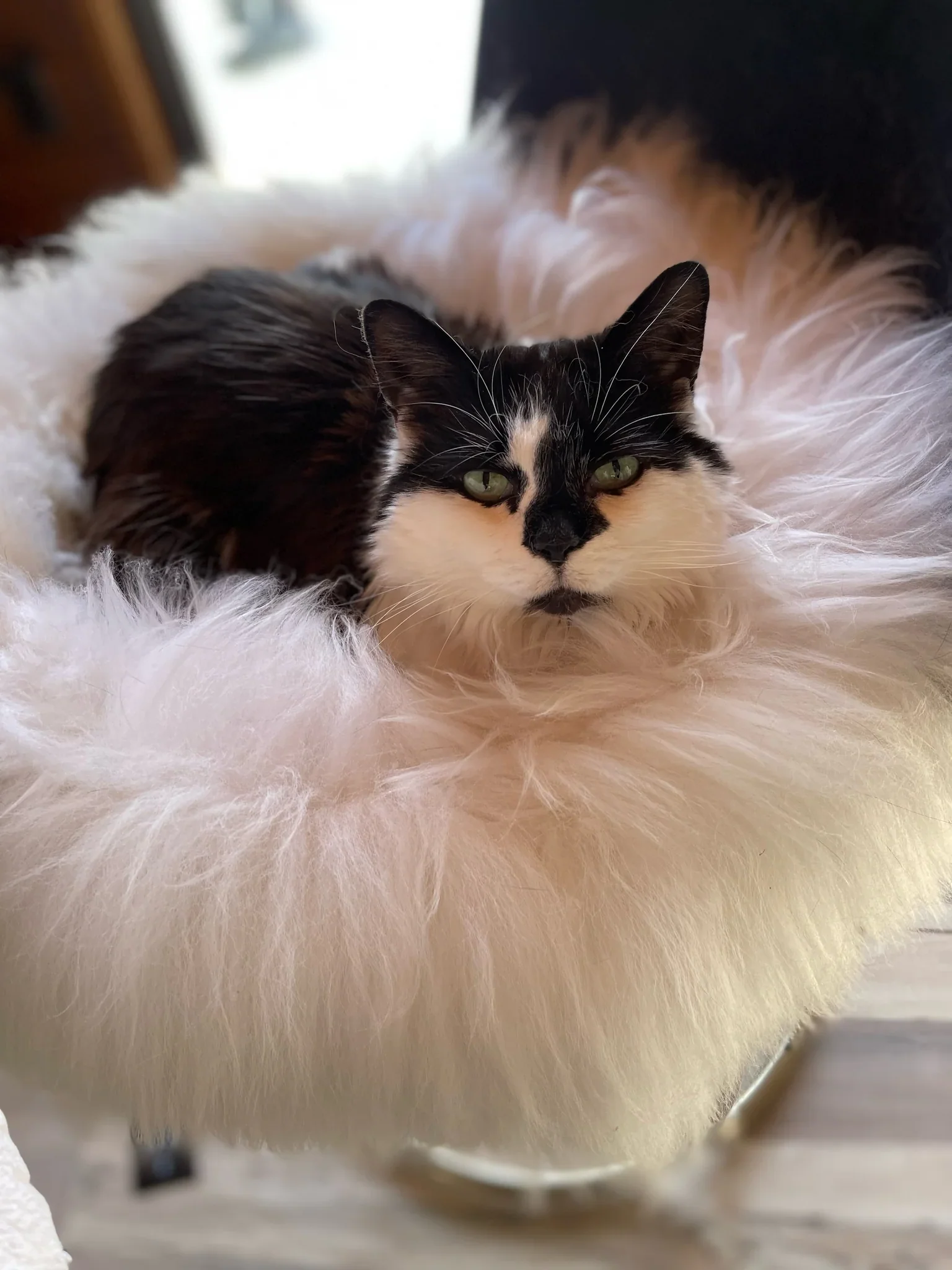 The Snug in Ivory, Small - Image 6