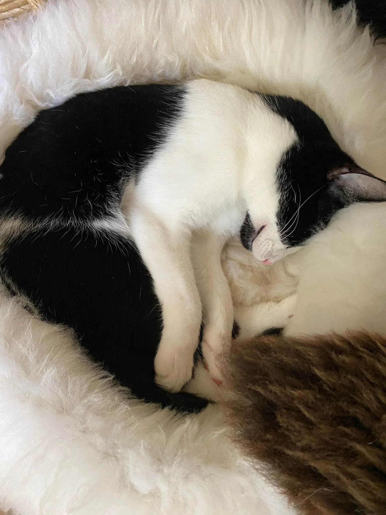 The Snug in Ivory, Small - Image 7