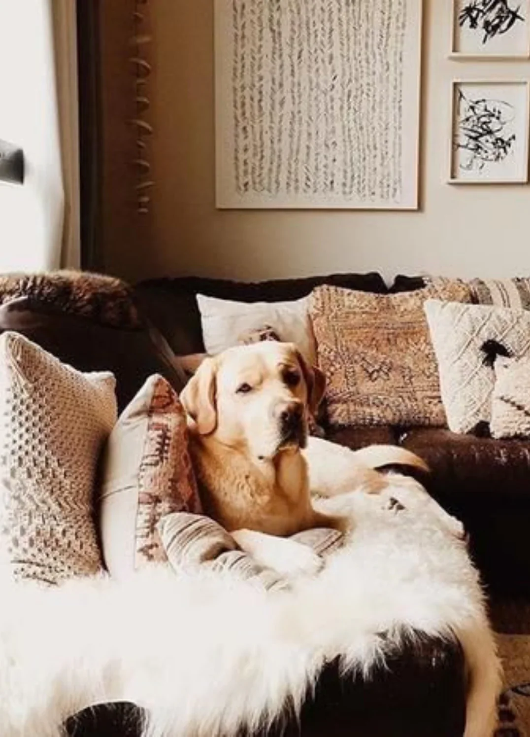 Sheepskin For Dog - Image 11