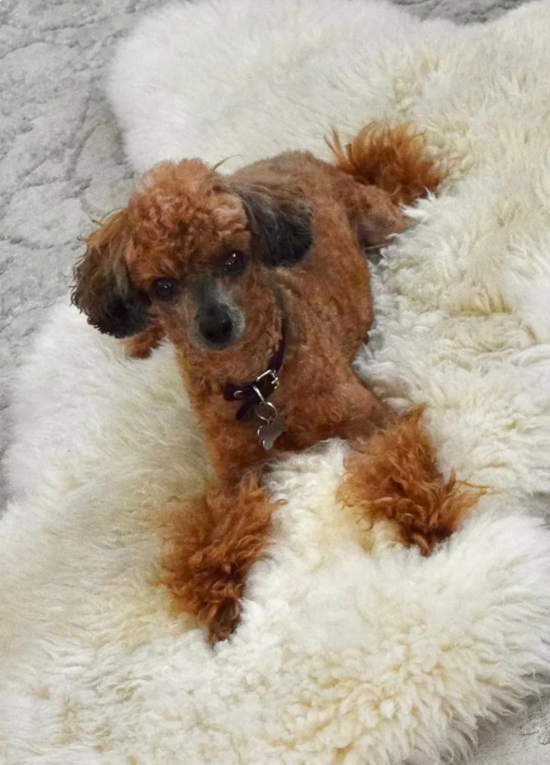 Sheepskin For Dog - Image 5