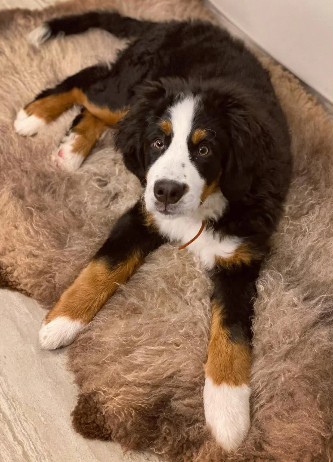 Sheepskin For Dog - Image 6