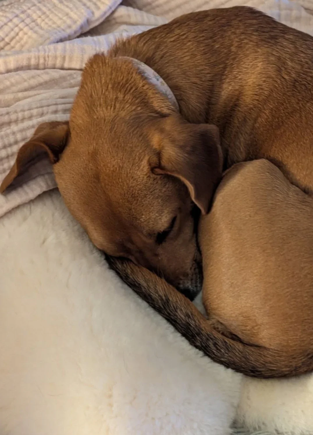 Sheepskin For Dog - Image 8