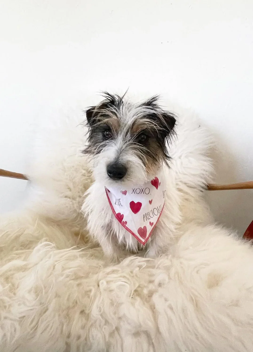 Sheepskin For Dog - Image 9