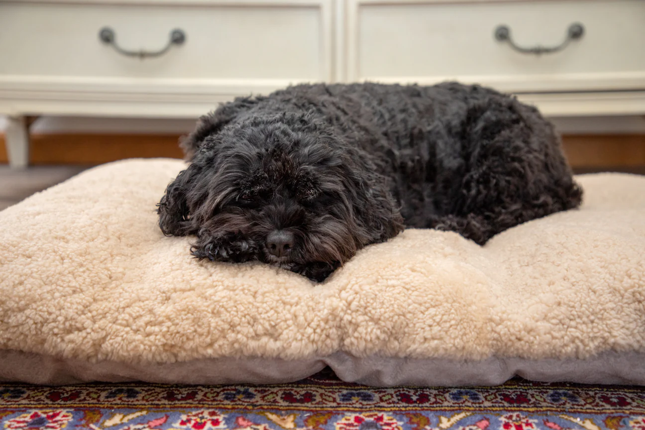 The PupPad - Image 4