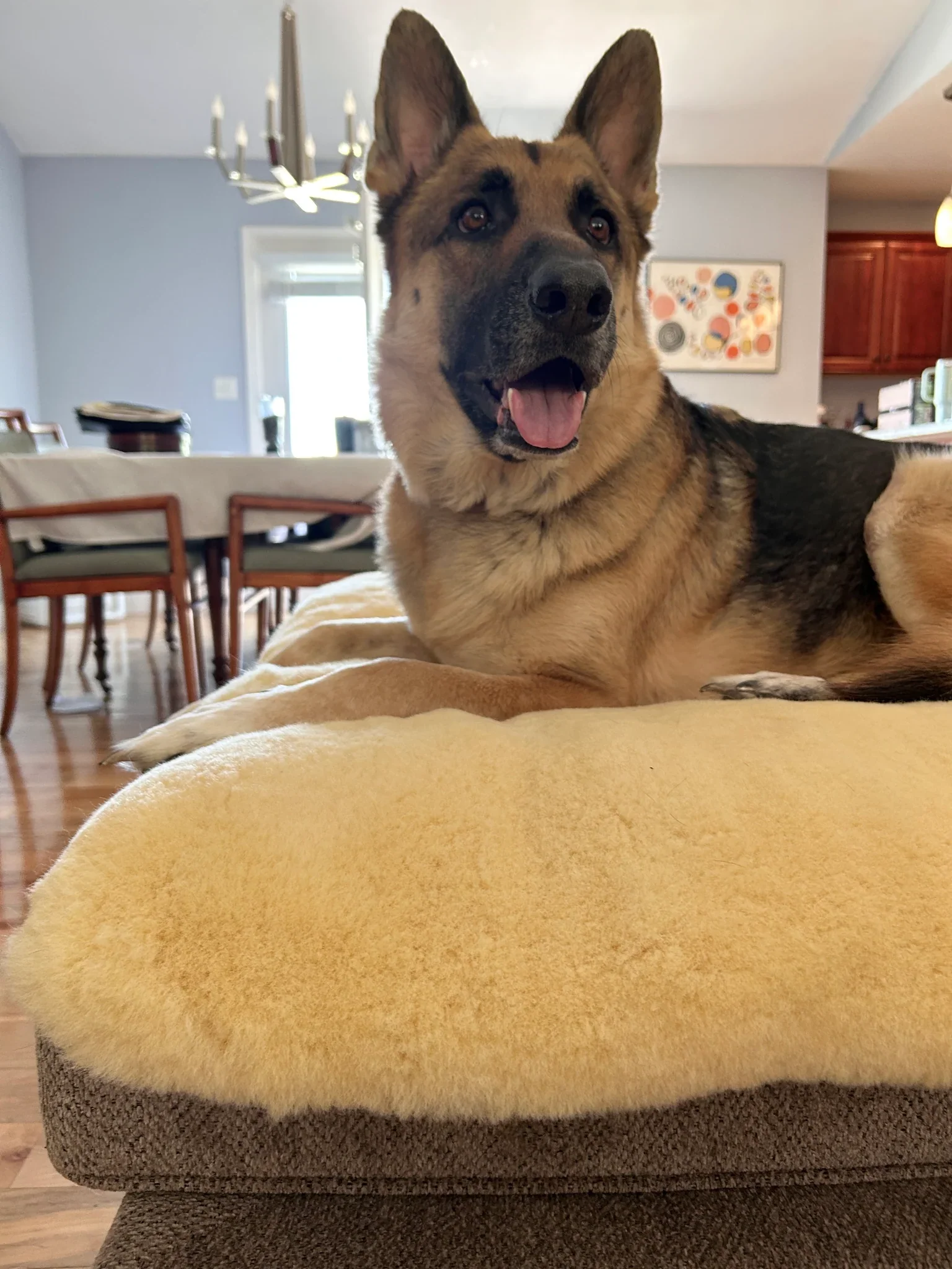 The PupPad - Image 6