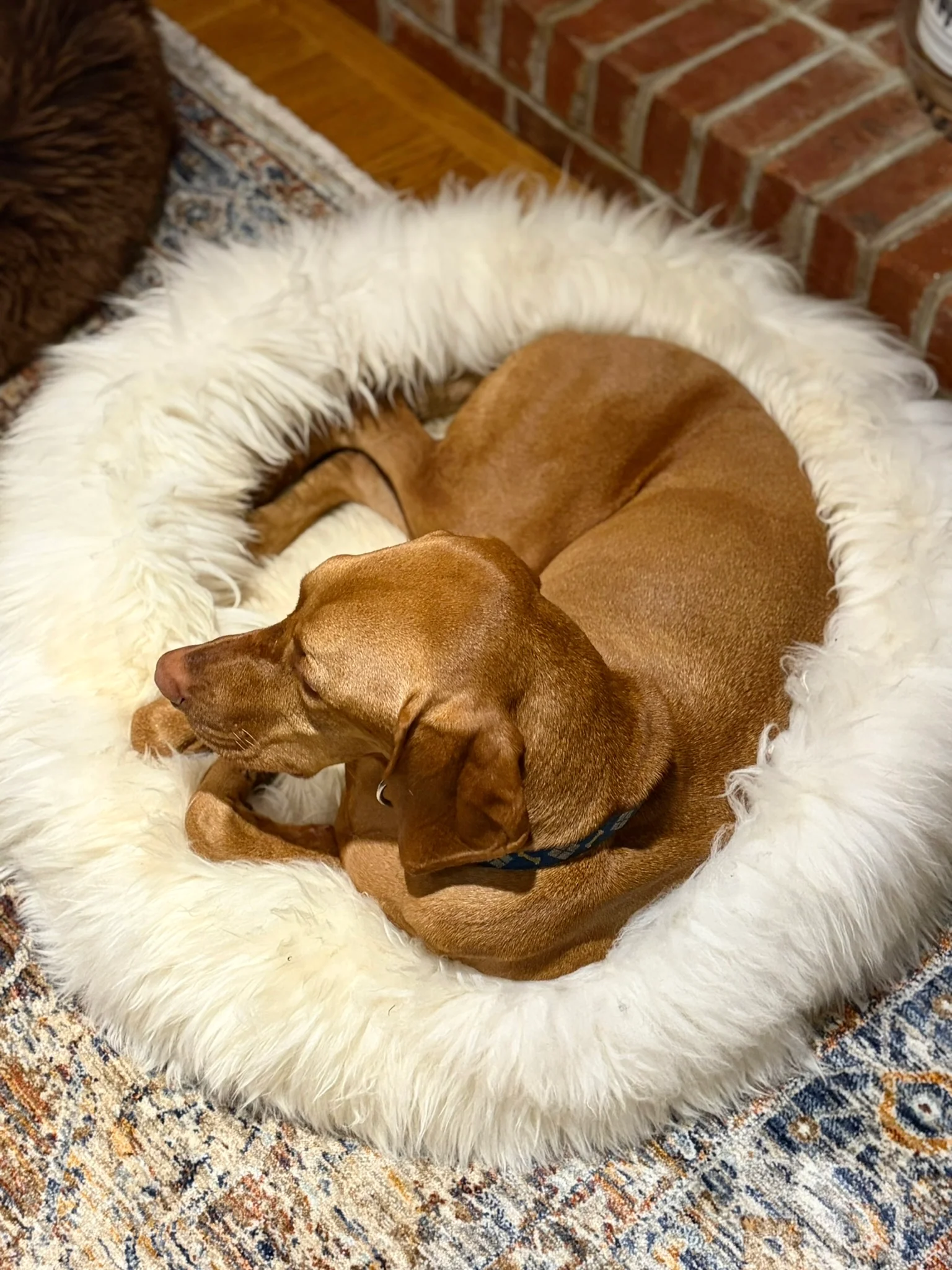 The Snug in Ivory, Large - Image 4